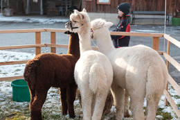 Alpacas at the Moarhofhechtl