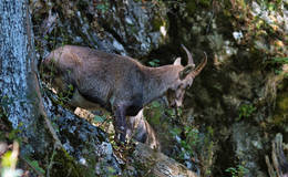 Ibex at the dragon's cave Photo WEGES