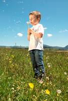 Dandelions