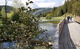 Moor nature trail on the Teichalm