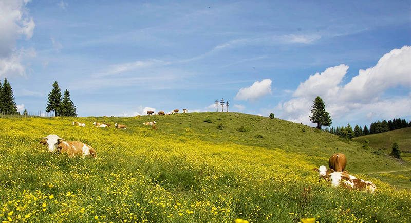 Weather crosses and a sea of dandelions on the Sommeralm