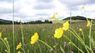 Osser circular hiking trail / Hiking vacation / Styria
