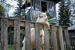 Goat with shaggy hair at Hochreiter Eco Park