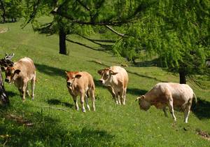 Correct handling of grazing livestock / hiking