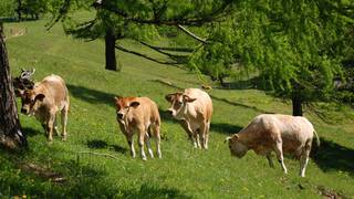 Correct handling of grazing livestock / hiking