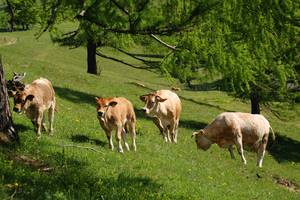 Cattle under the larch pasture