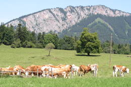 Gasthof Haider Nechnitz Rote Wand