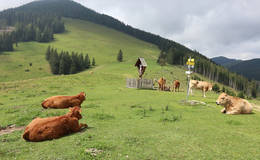 Hohenau oxen stop Photo WEGES