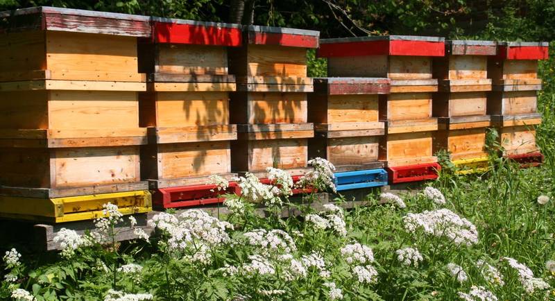 Beehives along the path