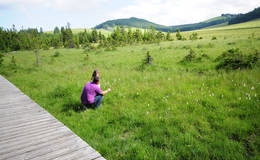 Meadow in the moor