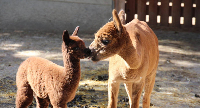 Alpacas in Gasen
