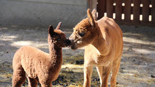 Alpaca mountain farm / Excursion destination / Styria