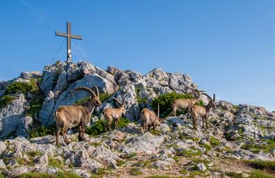 Ibexes on the Hochlantsch