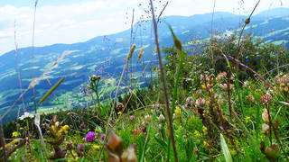 Gerler-Runde / Nechnitz / Hike