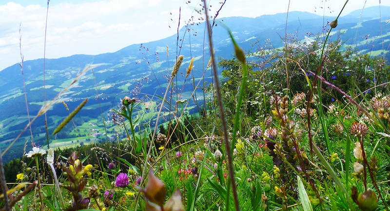 Flower meadow on the Gschaid Nock