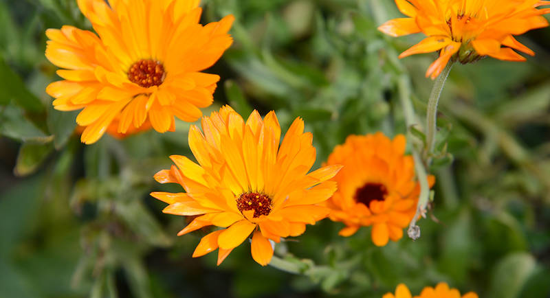 Flowers with the Schroeder family