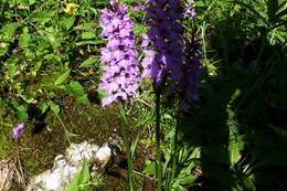 The small orchid in the nature park