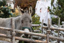 Donkeys at the Advent market on the Brandlucken in the Almenland Nature Park
