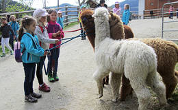 Guided tours at the alpaca farm