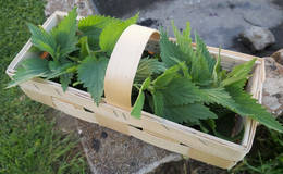 Fresh nettle leaves