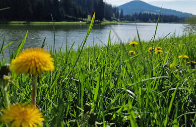 Dandelion at the Teichalmsee