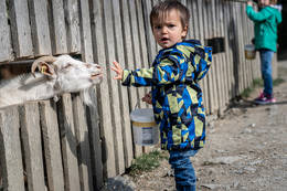 Children stroke and feed the animals
