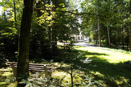 Forest view at the Waldpension Reisinger