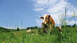 Oxen on the mountain pastures