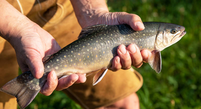 The Almenland trout from our Almenland fish specialists