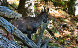 Red Wall Ibex Photo WEGES