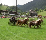 Zugpferdetreffen in Breitenau am Hochlantsch