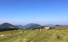 Summer pasture with oxen