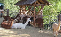 The alpacas at the alpaca farm