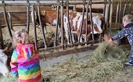 Eibisberger organic farm Feeding the cows