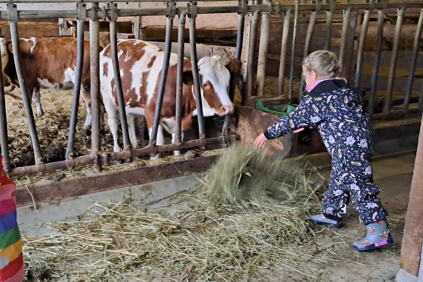 Eibisberger organic farm Feeding the cows