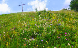 Flower meadow on the Gschaid summit with summit cross