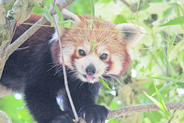 Red panda at Herberstein Zoo
