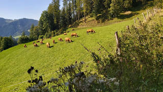 Hofbauer Alm-Runde / Breitenau / Hike