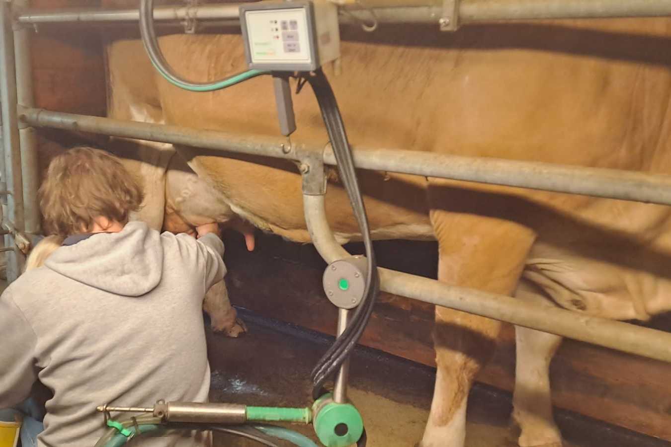 Organic farm Eibisberger milking cows