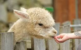 Feeding the alpaca