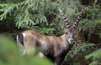 Ibexes in the forest
