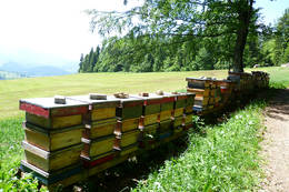 Next to the forest and meadows are the bee colonies from the Kreiner apiary