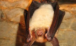 Mouse-eared bat