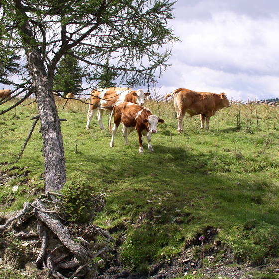 ALMOs on the pine meadow