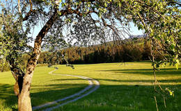 Path photo with tree