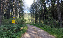 Dragon tour forest trail