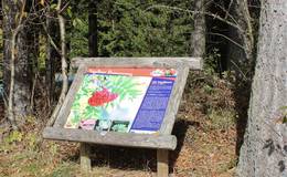 Rowan berry information board