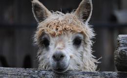 Alpaca