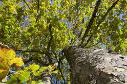 Outdoor lessons treetop