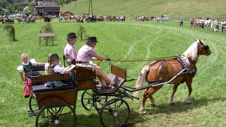 Draft horse meeting / Breitenau / Horses